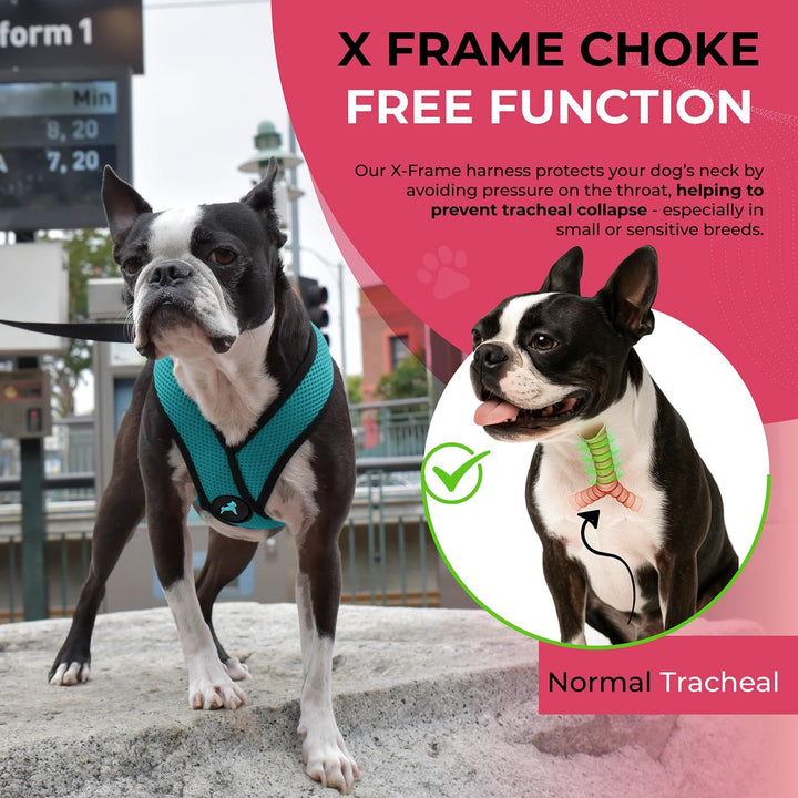 Gooby Comfort X Head in Harness - Türkis, Patentierter Erstickungsfreier X-Rahmen - Unterwegs Hundeg