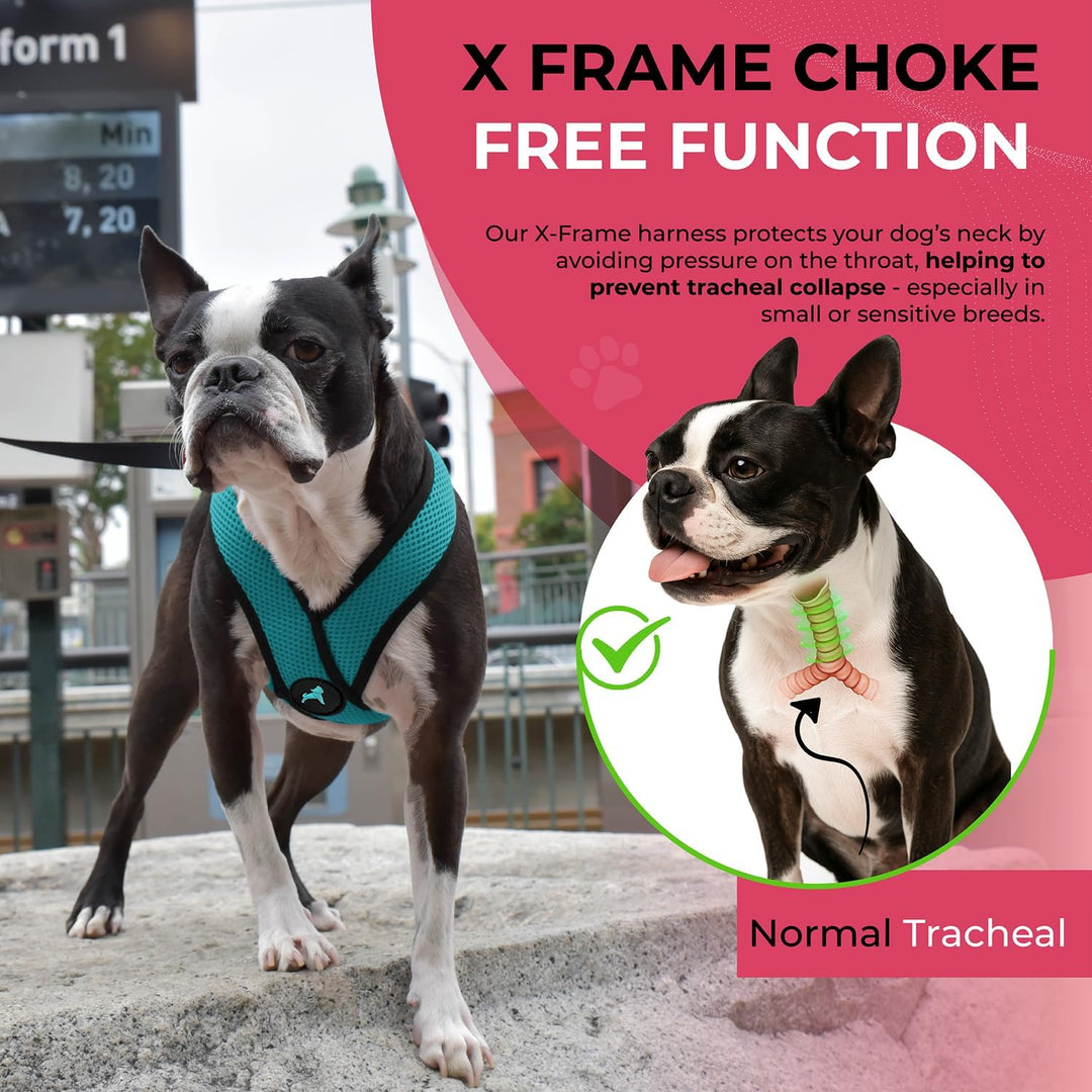 Gooby Comfort X Head in Harness - Türkis, GroÃŸ - No Pull Kleines Hundegeschirr, Patentierter Würgef