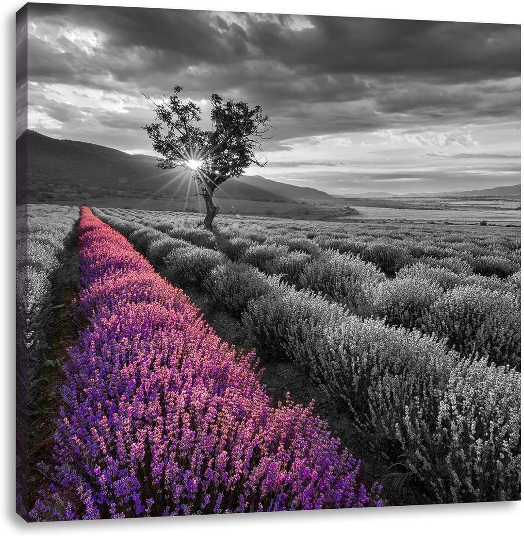 Pixxprint Lavendelfeld mit einsamen Baum schwarz/weiss, Format: 70x70 auf Leinwand, 70x70