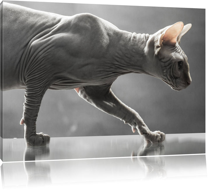 Einzigartige Sphynx Katze, Format: 100x70 auf Leinwand, XXL riesige Bilder fertig gerahmt mit Keilra