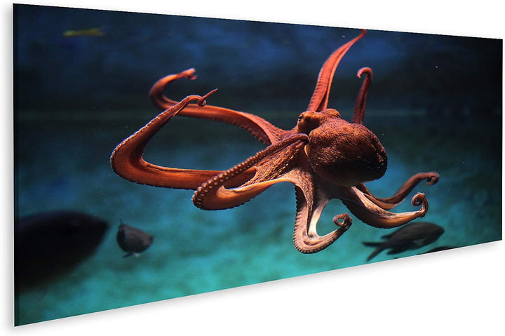 islandburner Bild auf Leinwand Gewöhnlicher Oktopus (Octopus Vulgaris) Wildlife Tier Bilder Wandbild