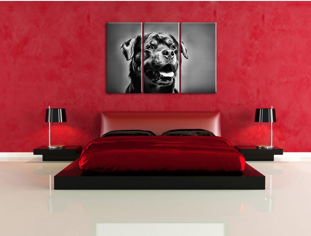 Pixxprint Treuer Rottweiler als Leinwandbild | Grösse: 3 Teilig (120x80) | Wandbild| Kunstdruck | fe