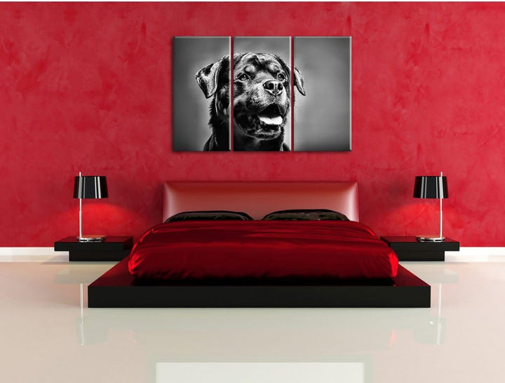 Pixxprint Treuer Rottweiler als Leinwandbild | Grösse: 3 Teilig (120x80) | Wandbild| Kunstdruck | fe