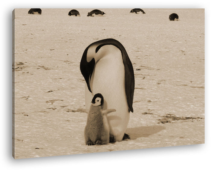 deyoli süsse Kaiserpinguine in der Antarktis Format: 100x70 Effekt: Sepia als Leinwandbild, Motiv fe