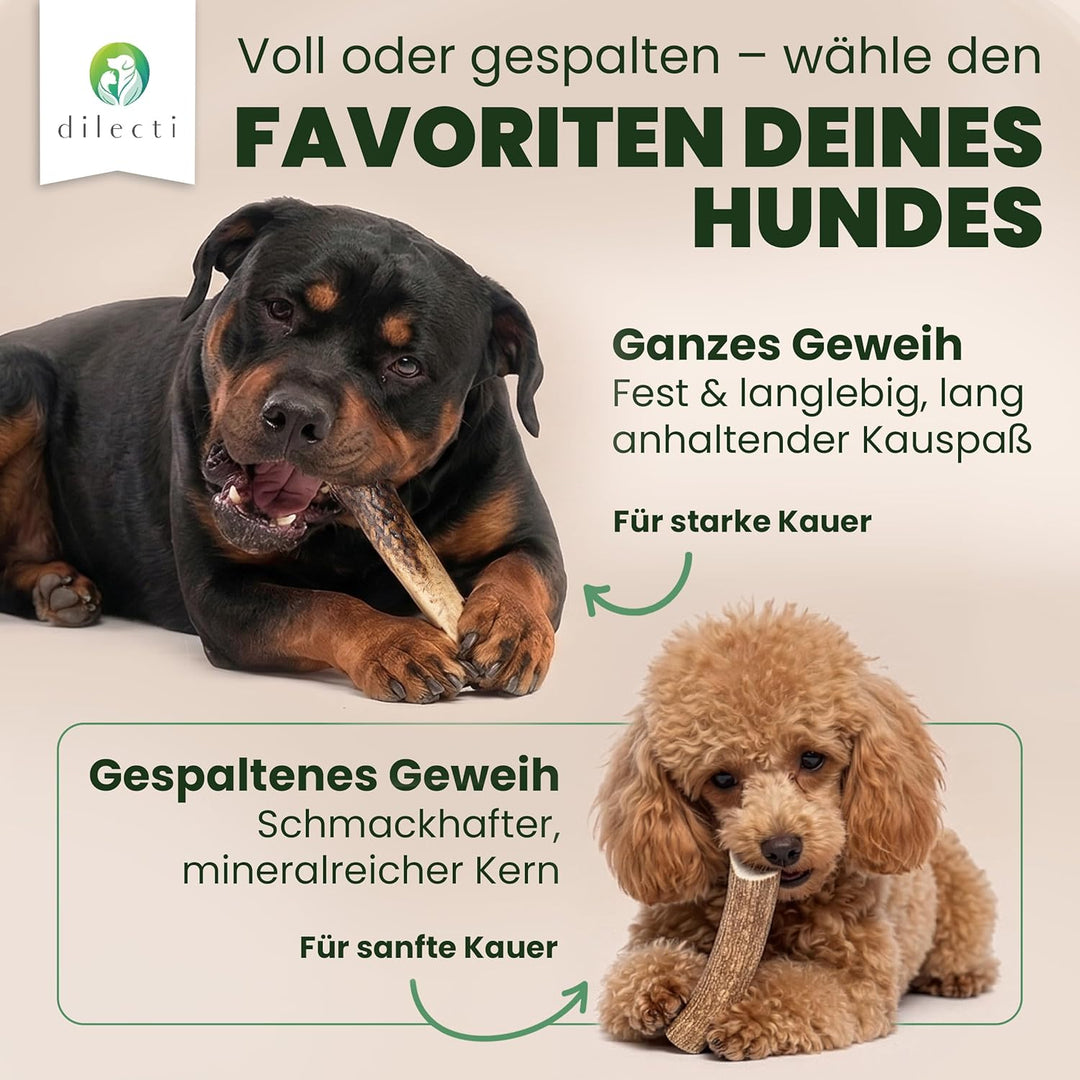 Dilecti Geweih für Hunde - Natürliche, robuste und nahrhafte Kauartikel aus Hundegeweih. Reich an Pr