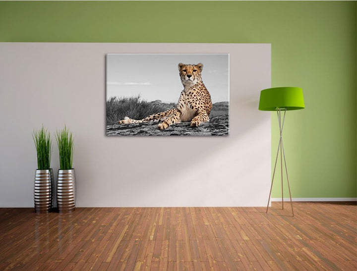 prächtiger Gepard in Savanne schwarz/weiss Format: 100x70 auf Leinwand, XXL riesige Bilder fertig ge