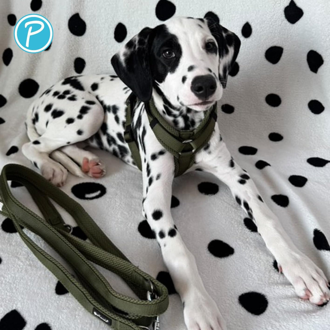 Petlando Hundegeschirr gepolstert, Mesh Y-Comfort, weich, stufenlos verstellbar, besonders leicht &amp;