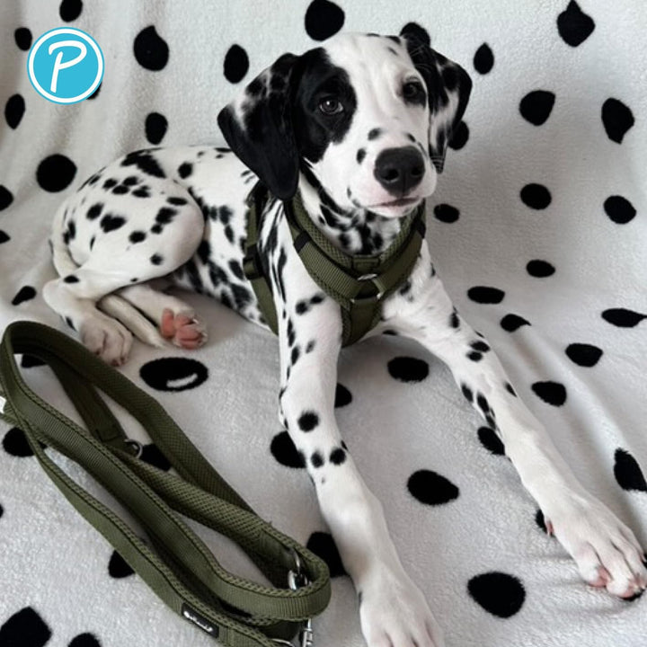 Petlando Hundegeschirr gepolstert, Mesh Y-Comfort, weich, stufenlos verstellbar, besonders leicht &amp;