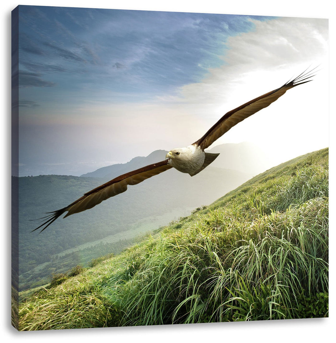 Pixxprint Majestätischer Weisskopfseeadler als Leinwandbild/Grösse: 70x70 cm/Wandbild/Kunstdruck/fer