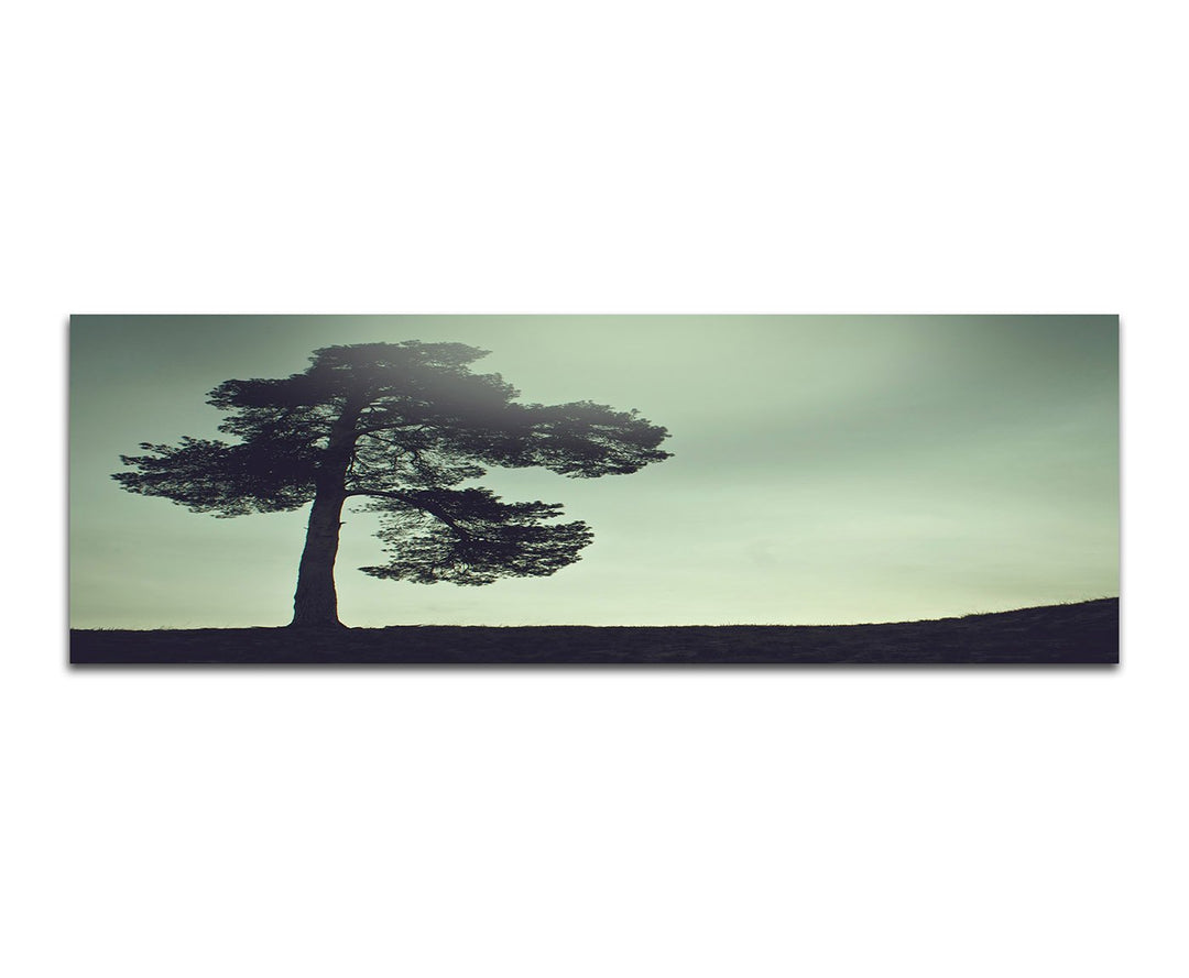 Paul Sinus Art Panoramabild auf Leinwand und Keilrahmen 150x50cm Wiese Baum Himmel Vintage