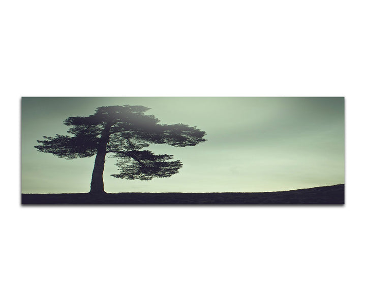 Paul Sinus Art Panoramabild auf Leinwand und Keilrahmen 150x50cm Wiese Baum Himmel Vintage
