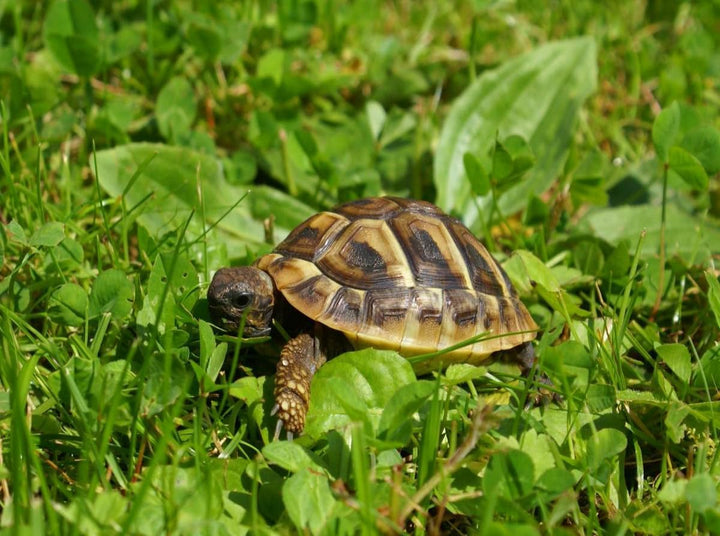 CALVENDO Puzzle Griechisches Landschildkröten Baby 2000 Teile Lege-Grösse 90 x 67 cm Foto-Puzzle Bil