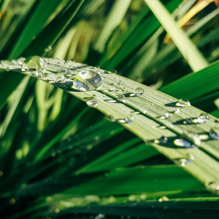 Hunter Mini Clik Regensensor - Regensensor kompatibel mit Bewässerungsprogrammen - Regensensor für W