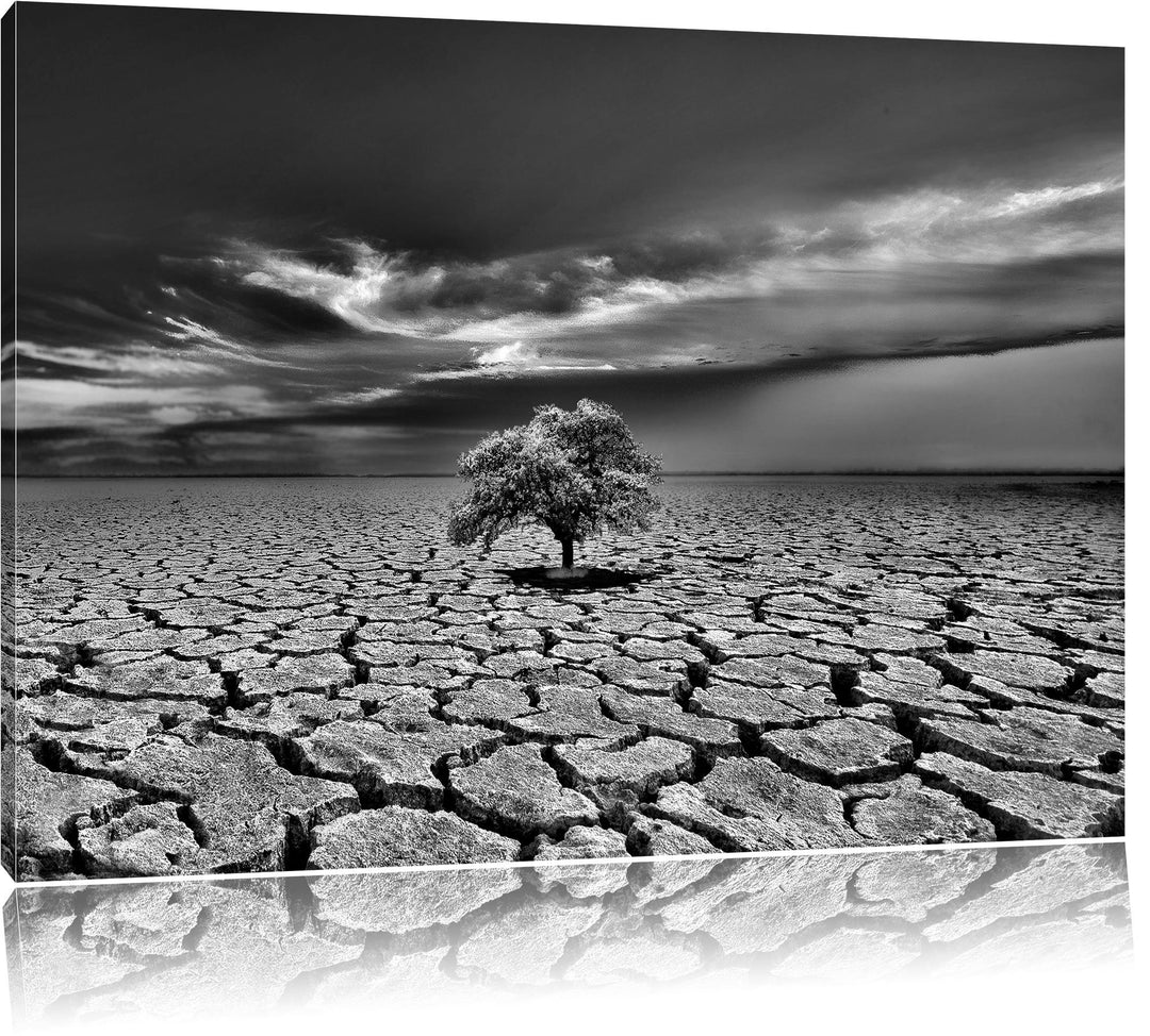 Pixxprint Monocrome, der Letzte Baum im ausgetrockneten Boden, Format: 100x70 auf Leinwand, XXL ries