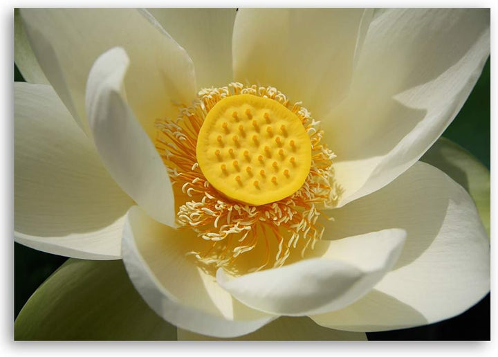 Feeby Wanddeko Blume Bild Kunstdruck modern Natur Gelb 80x60 cm Deko Paneel 80x60 cm Gelb_A, Deko Pa