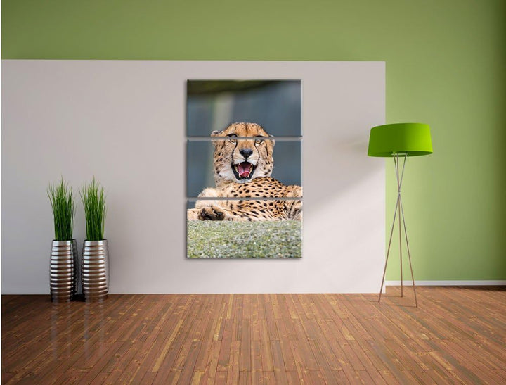 Pixxprint gähnender Gepard als Leinwandbild/Grösse: 3 Teilig (120x80) cm/Wandbild/Kunstdruck/fertig