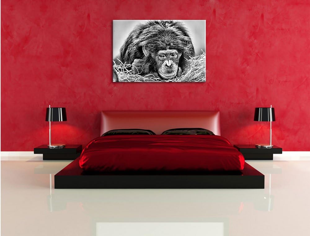 Pixxprint Kleiner Schimpanse im Heu / 100x70cm Leinwandbild bespannt auf Holzrahmen/Wandbild Kunstdr