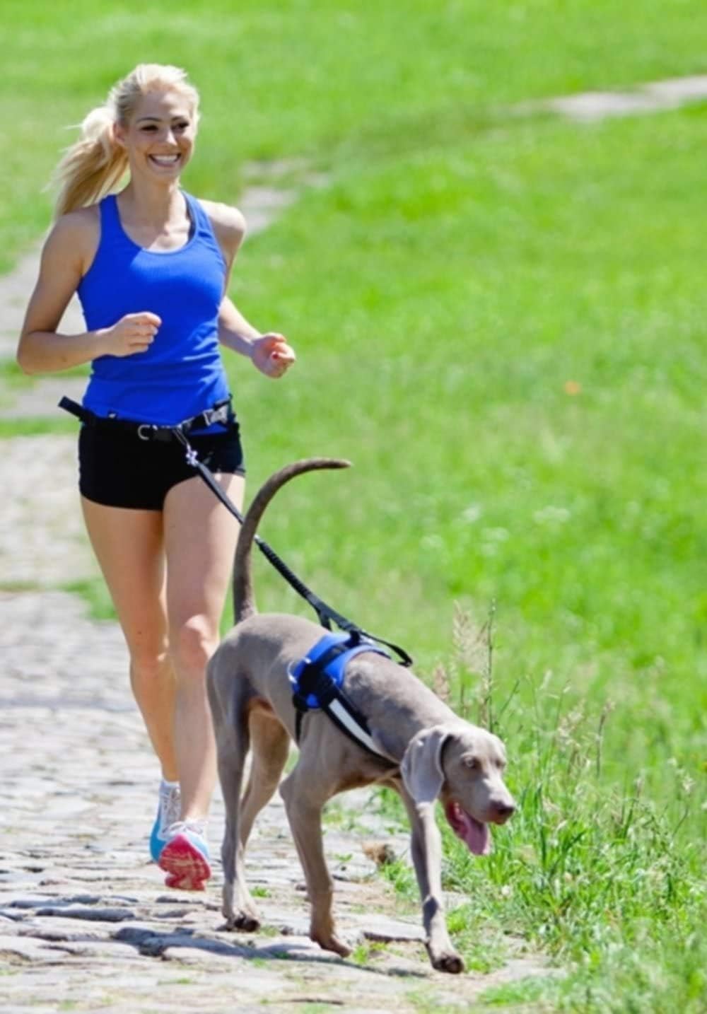 Dingo Jogginggurt 4 in 1 +Hundeleine mit einem Stossdämpfer Set L/XL Gürtel : 3,0 x 70-130 cm Hundel