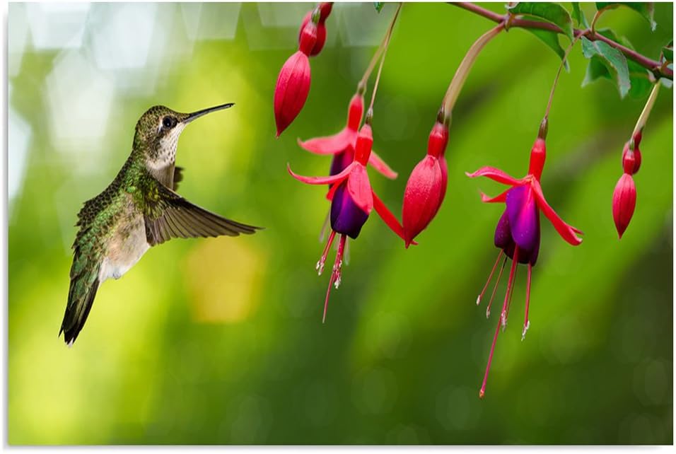 Feeby Frames, Leinwandbild, Bilder, Wand Bild, Wandbilder, Kunstdruck 50x70cm, VOGEL, KOLIBRI, TIERE