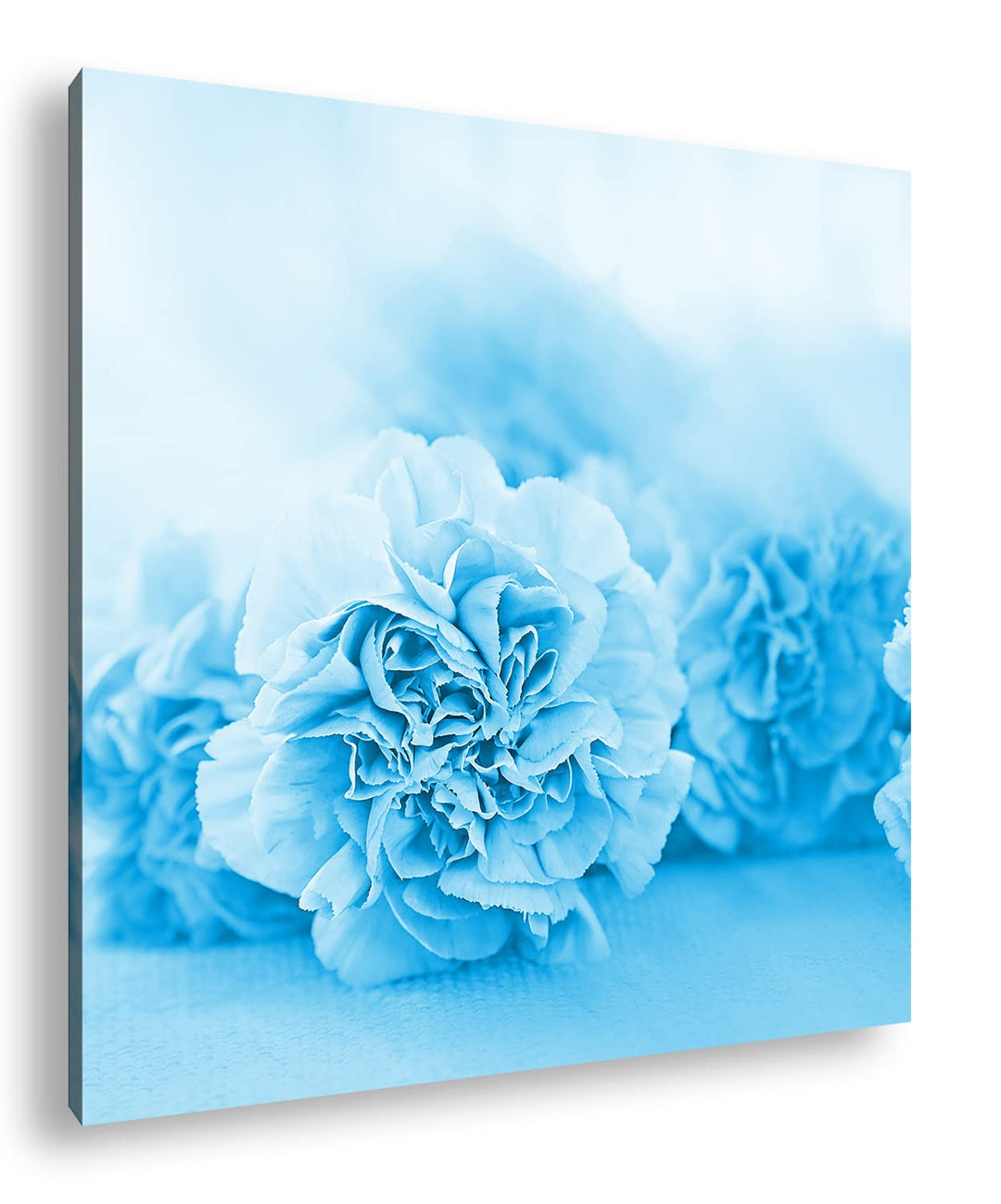 deyoli rosafarbene Nelken Format: 70x70 Effekt: Monocrome Blau als Leinwandbild, Motiv fertig gerahm