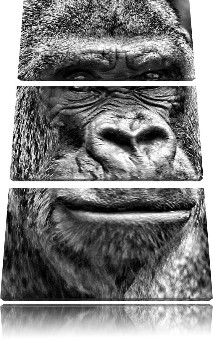 Pixxprint stolzer Gorilla als Leinwandbild/Grösse: 3 Teilig (120x80) cm/Wandbild/Kunstdruck/fertig b