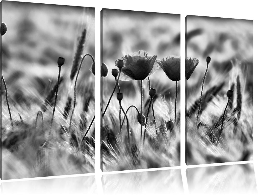 Pixxprint Zwei schöne Mohnblumen als Leinwandbild/Grösse: 3 Teilig (120x80) cm/Wandbild/Kunstdruck/f