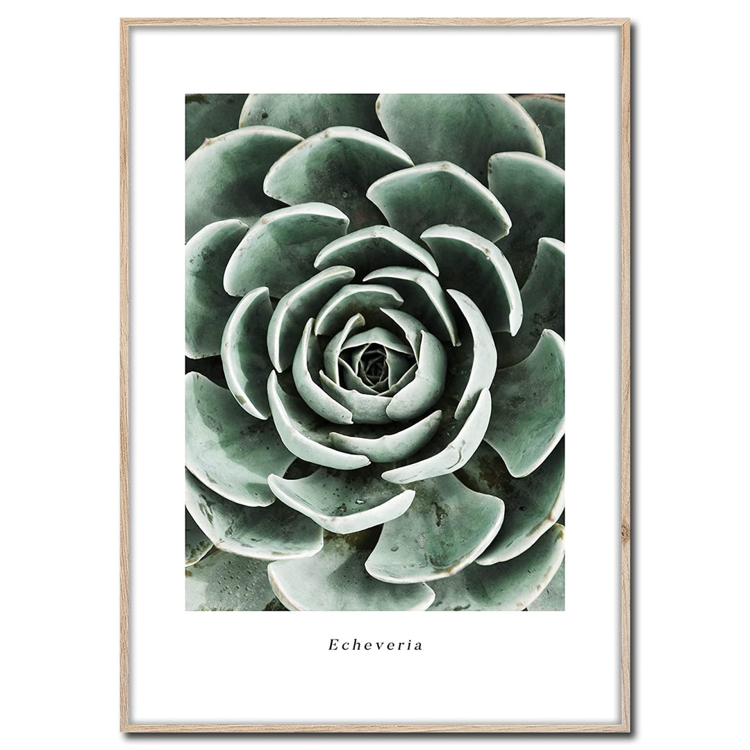STYLER Rahmenbild Echeveria | Artbox Wandbild | Bild mit Holz Rahmen Optik Framepic | Pflanze aus Me