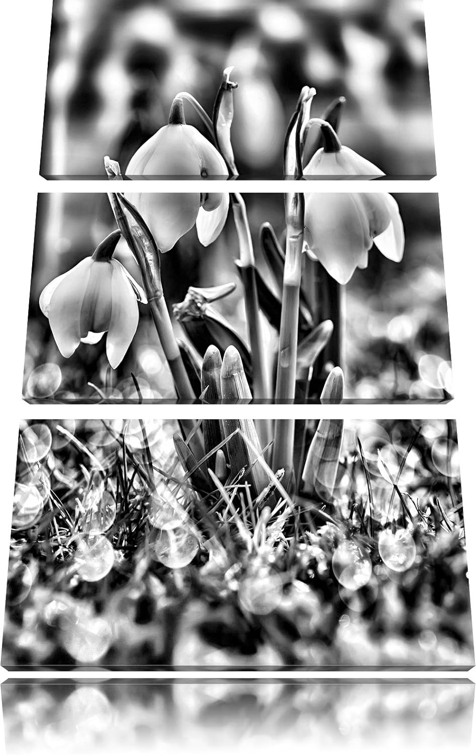 Pixxprint Schneeglöckchen als Leinwandbild/Grösse: 3 Teilig (120x80) cm/Wandbild/Kunstdruck/fertig b