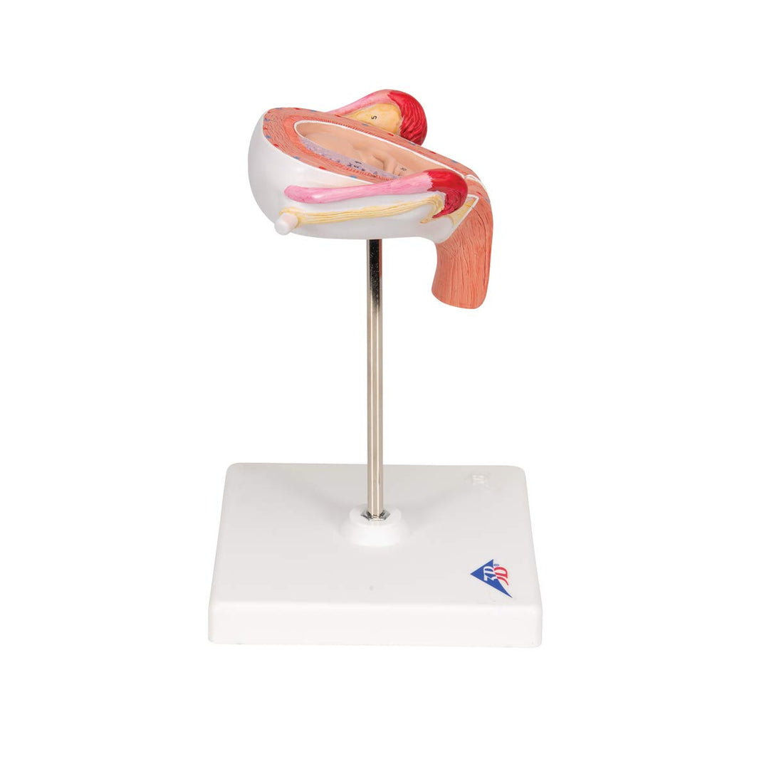 3B Scientific Menschliche Anatomie - Fetus Modell, 3. Monat + kostenlose Anatomie App - 3B Smart Ana