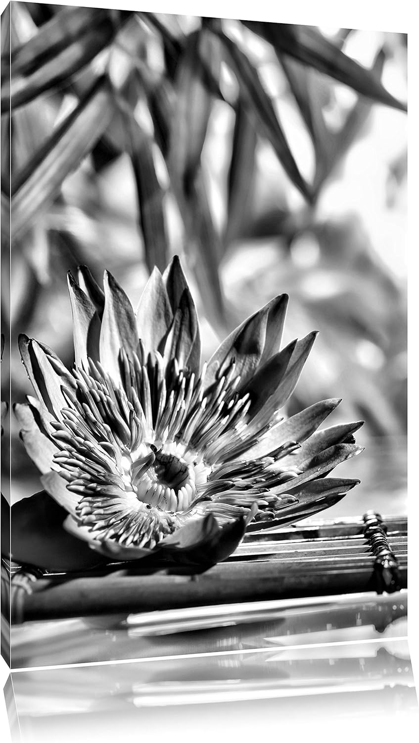 Pixxprint Monocrome, Seerose auf Bambus Wellness, Format: 100x70 auf Leinwand, 100x70