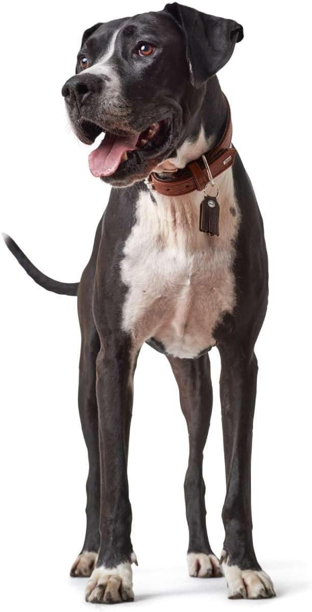 HUNTER CODY Hundehalsband, Leder, rustikal, weich, 50 (S-M), dunkelbraun/cognac Dunkelbraun 50 (S-M)