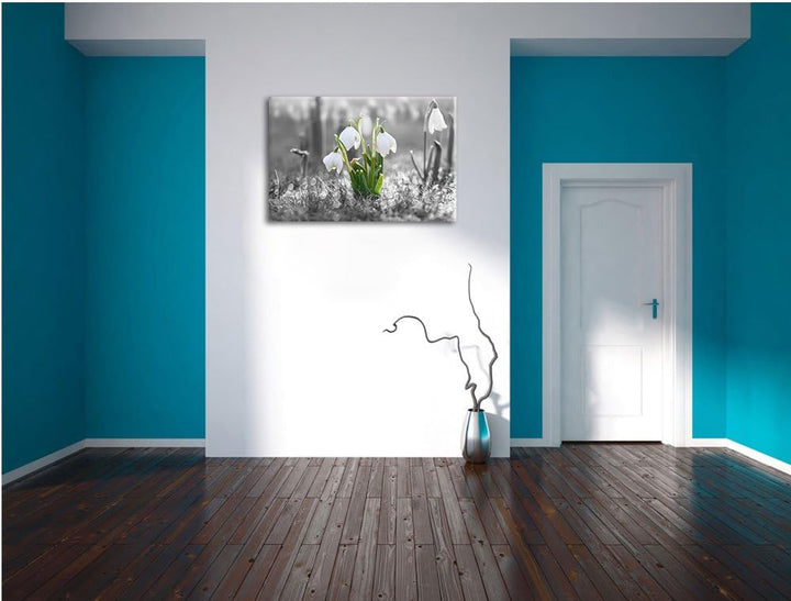 schöne Schneeglöckchen im Morgentau schwarz/weiss Format: 100x70 auf Leinwand, XXL riesige Bilder fe