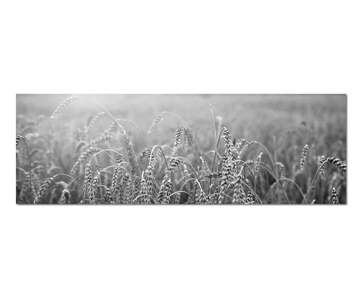 Paul Sinus Art Leinwandfoto als Panorama SCHWARZ/Weiss 150x50cm Kornfeld Herbst Sonnenuntergang