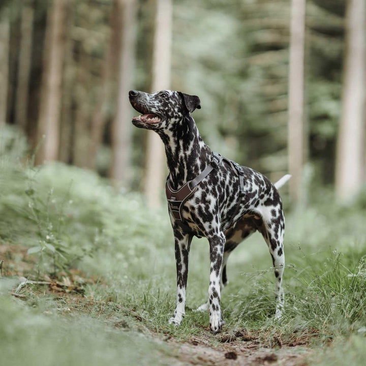 Hunter DIVO Hundegeschirr, XS, 34-47 cm, braun/grau XS braun/grau, XS braun/grau