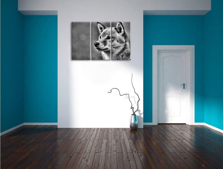 Pixxprint anmutiger Finnen-Spitz im Gras als Leinwandbild/Grösse: 3 Teilig (120x80) cm/Wandbild/Kuns