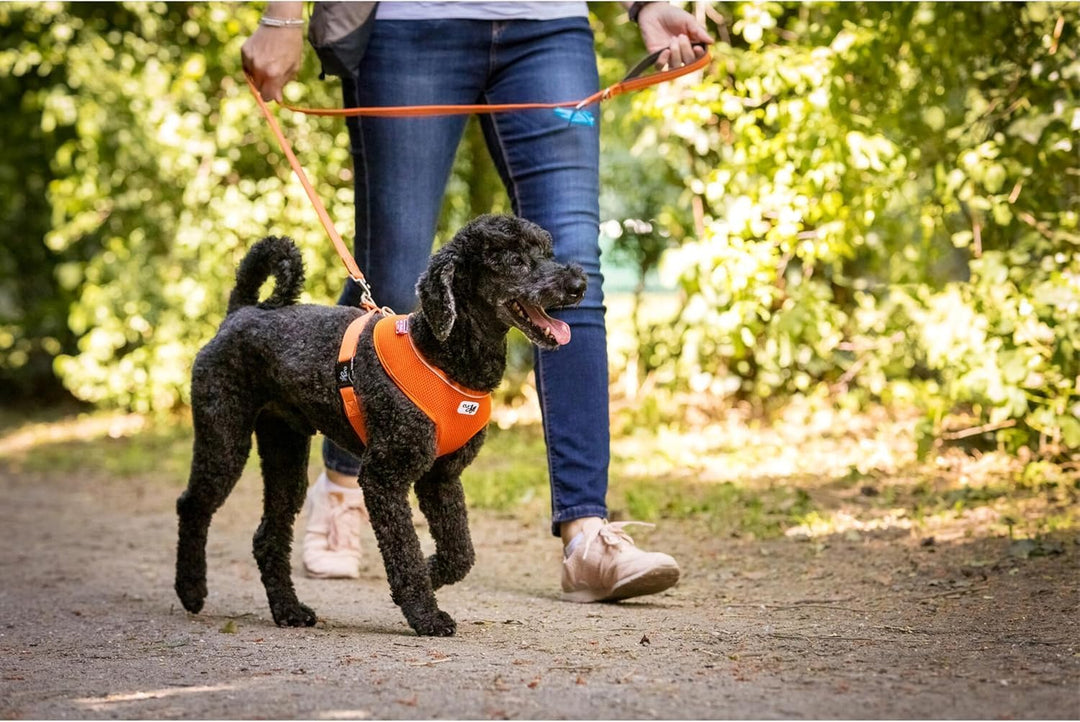 Basic Harness Air-Mesh Black M M Black, M Black