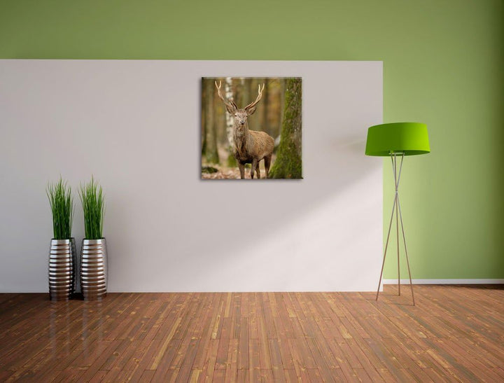 Schöner Hirsch im Wald, Format: 70x70 auf Leinwand, XXL riesige Bilder fertig gerahmt mit Keilrahmen
