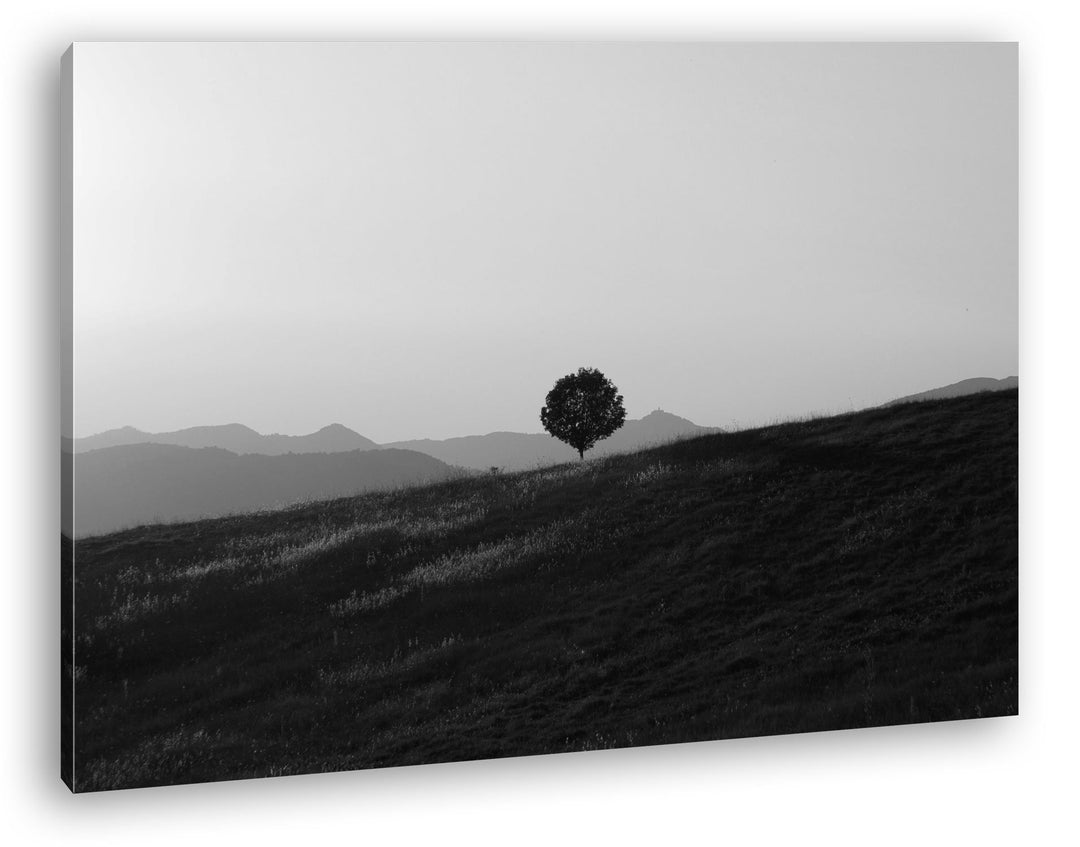 deyoli Baum in einsamer Landschaft in Umbrien Effekt: Schwarz/Weiss im Format: 80x60 als Leinwandbil