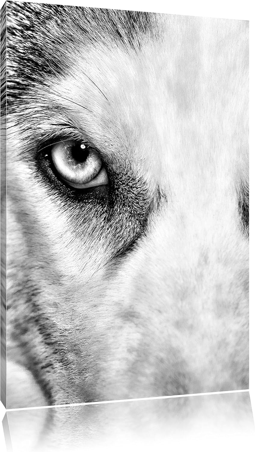 Pixxprint Husky mit Eisblauen Augen / 100x70cm Leinwandbild bespannt auf Holzrahmen/Wandbild Kunstdr