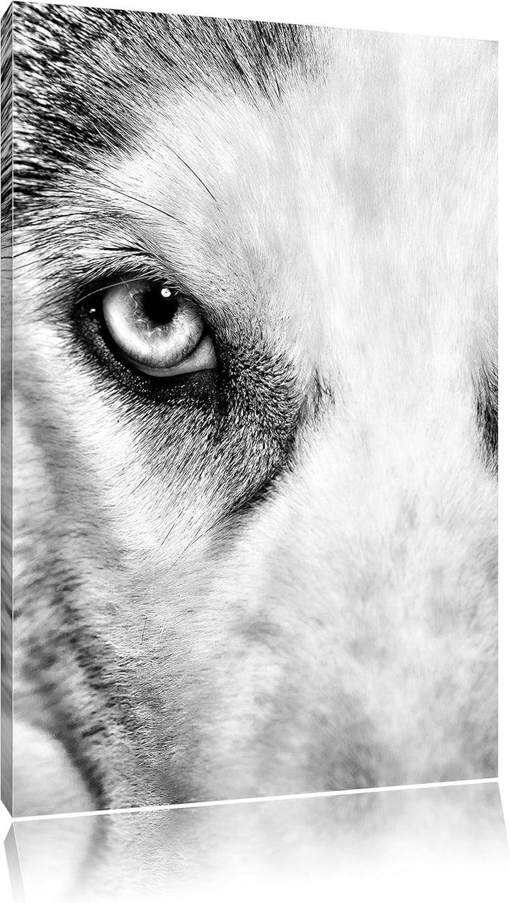 Pixxprint Husky mit Eisblauen Augen / 100x70cm Leinwandbild bespannt auf Holzrahmen/Wandbild Kunstdr