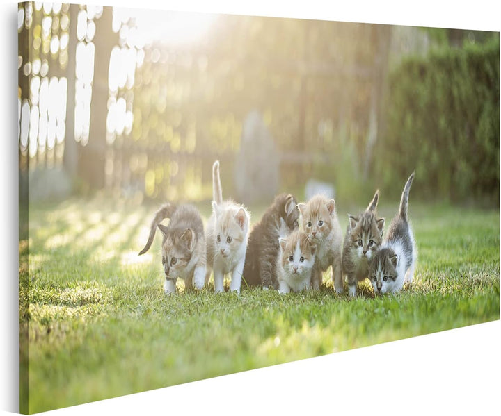 islandburner Bild auf Leinwand Sieben Junge Katzen Kätzchen Auf Der Wiese Bilder Wandbilder Poster,