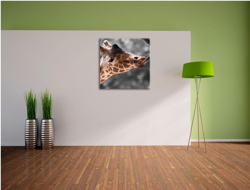 Pixxprint Hungrige Giraffe mit Zweig schwarz/weiss, Format: 70x70 auf Leinwand, 70x70