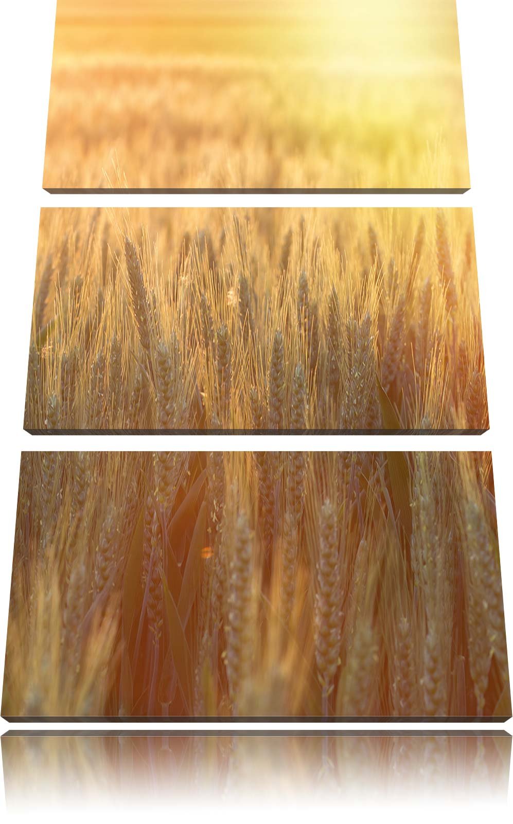 Pixxprint Getreidefeld als Leinwandbild - Grösse: 3-Teilig (120x80cm) - Wandbild - Kunstdruck - fert