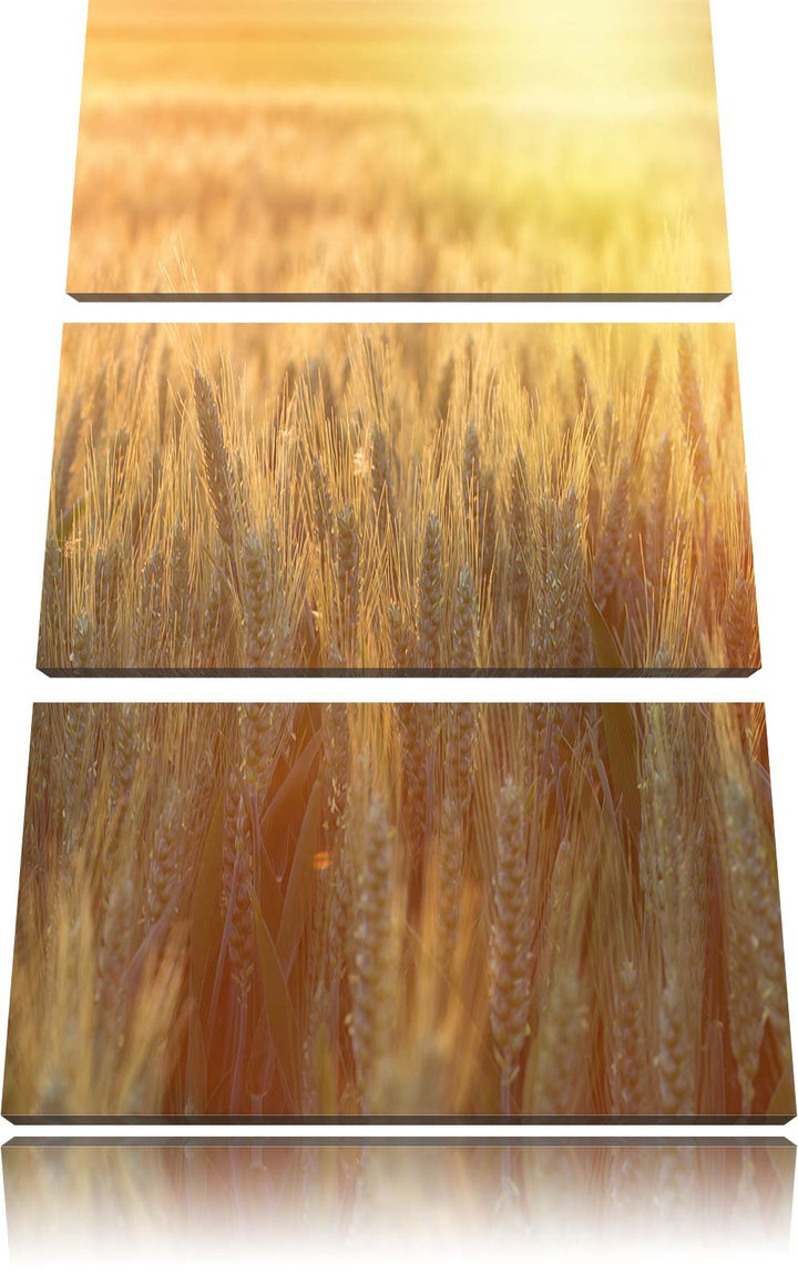 Pixxprint Getreidefeld als Leinwandbild - Grösse: 3-Teilig (120x80cm) - Wandbild - Kunstdruck - fert