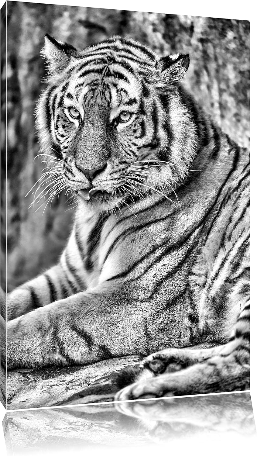 Pixxprint schöner Tiger beim Putzen / 100x70cm Leinwandbild bespannt auf Holzrahmen/Wandbild Kunstdr