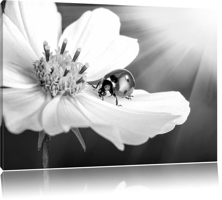 Pixxprint Marienkäfer auf Einer Blume / 100x70cm Leinwandbild bespannt auf Holzrahmen/Wandbild Kunst