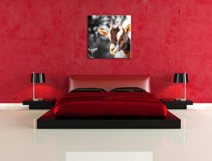süsse Ziege schwarz/weiss, Format: 70x70 auf Leinwand, XXL riesige Bilder fertig gerahmt mit Keilrah