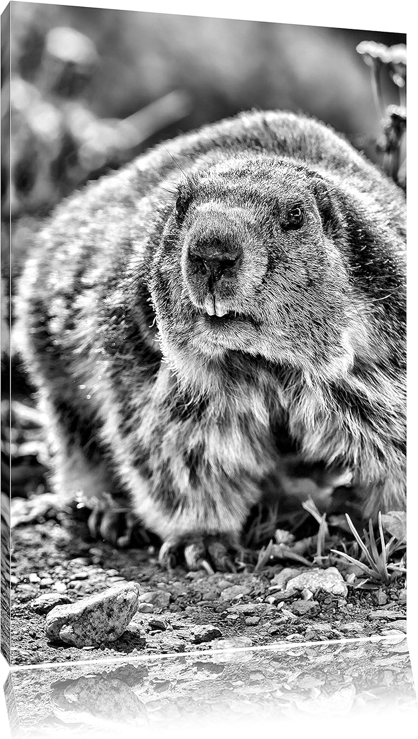 Monocrome, Biber im Gras, Format: 100x70 auf Leinwand, XXL riesige Bilder fertig gerahmt mit Keilrah