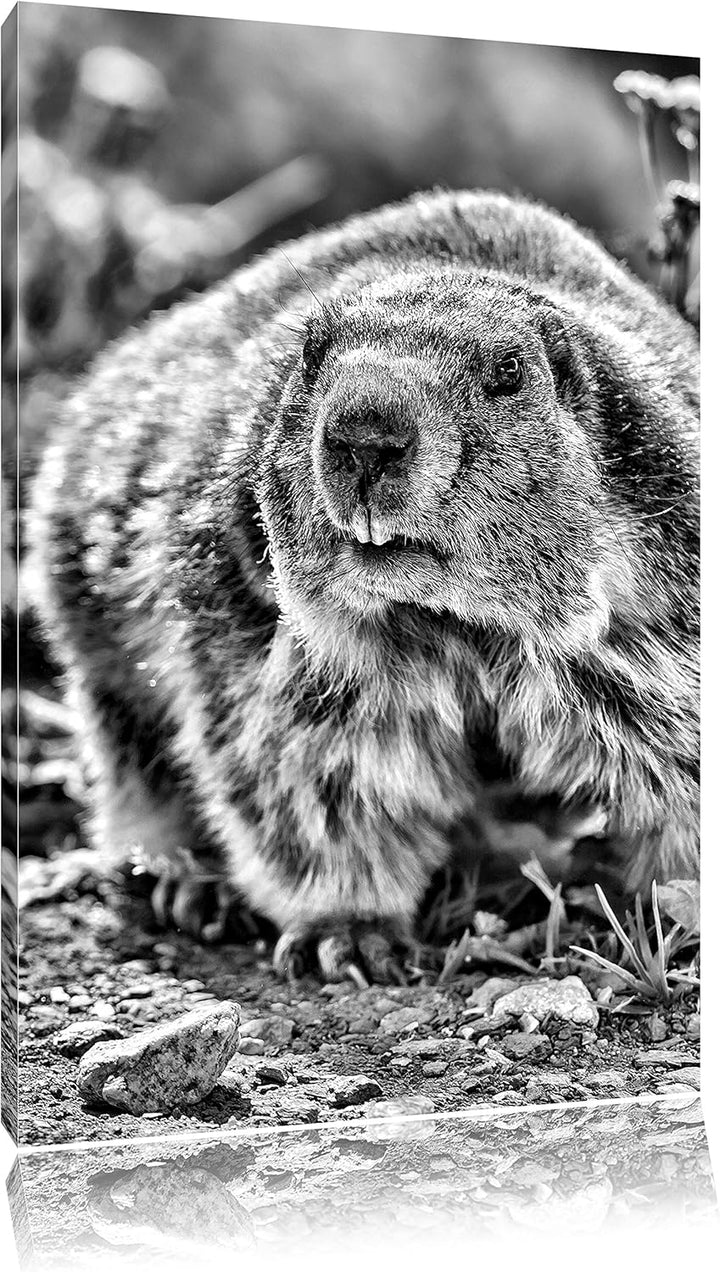 Monocrome, Biber im Gras, Format: 100x70 auf Leinwand, XXL riesige Bilder fertig gerahmt mit Keilrah