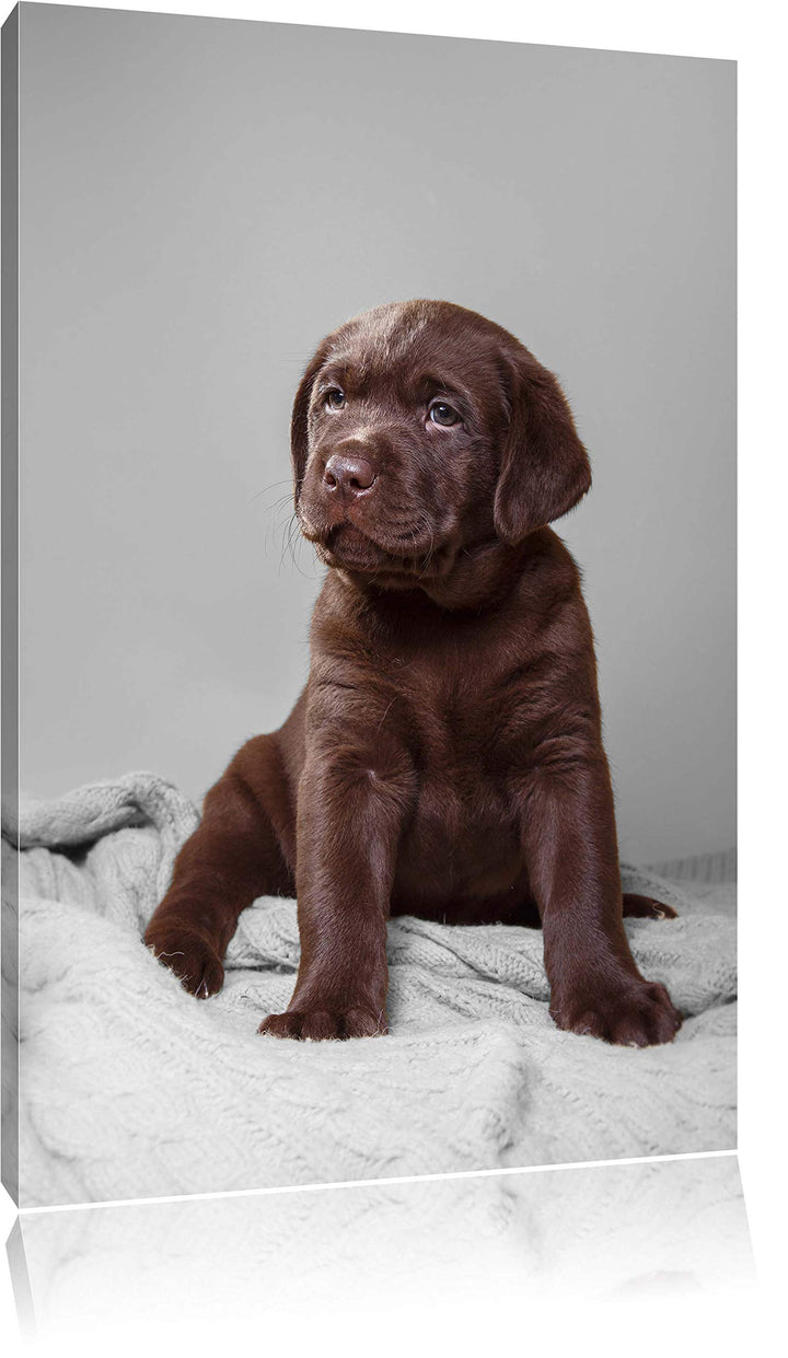 Pixxprint Hundewelpe auf Pullovern als Leinwandbild/Grösse: 100x70 / Wandbild/Kunstdruck/fertig besp